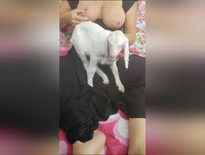 Wild goat milking, taboo beast porn