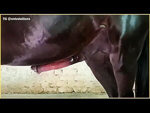Animals Fucking Up: The Dirty Tale of a Horny Horse