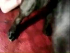 Shemale Dog Rape - Extreme Porn Video
