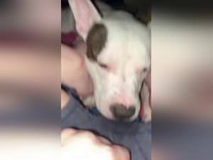 Girl Dogged Hard: Raw Animal Fuck