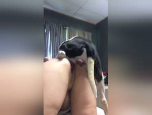 Beast Porn: Wild Dog Sex, Extreme Footage