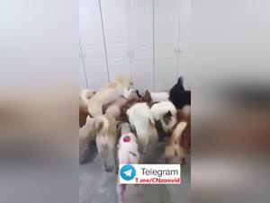 Chinese Super Dog Party 2: Girls & Dogs Extreme Action