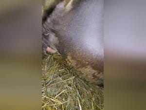 Bitch fucks Dog Xvideos