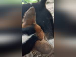 Extreme zoophilia: hot dog sex videos