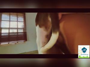 Dog Blowjob Frenzy: Xiomara's Dirty Desire