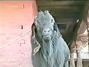 Wild Encounter: A Forbidden Love Story