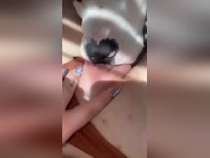 Dog Licking Pussy Extreme
