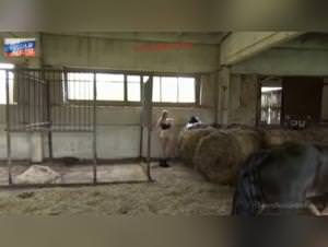 Masha Horse Sex Extreme