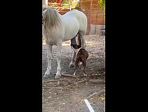 The best zoofilia videos on the tubes