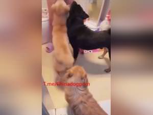 Asian dog madness: extreme animal porn sessions