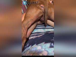 Dog fuck frenzy, bitch with her beast