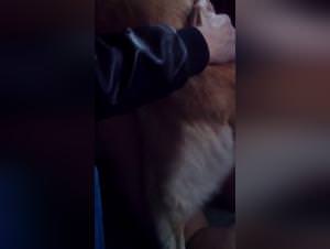 Dog fucking frenzy: extreme bestiality