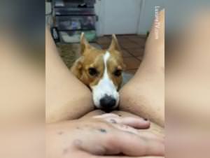 Dog Licking Pussy Part 1