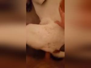Shemale fucks male dog's ass part 1