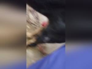 Neighbor's dog, raw doggy style action