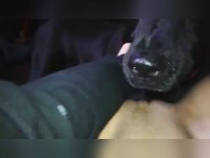 Animal Tongue Fuck - Extreme Porn