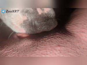 Slut devoured by dog licks