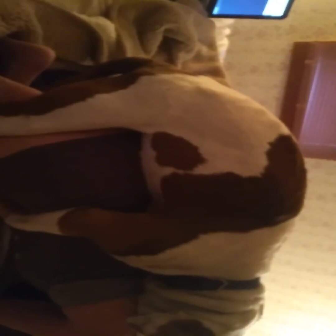 Home alone bitch gets to try the dog's cock in her fat ass