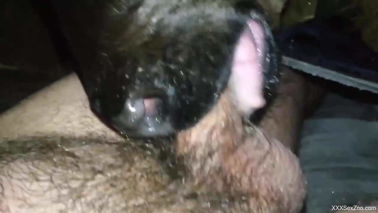 Baby veal licks man's dick very fine aid it makes him cum