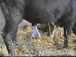 Hung bull enjoying a great handjob from the farmer