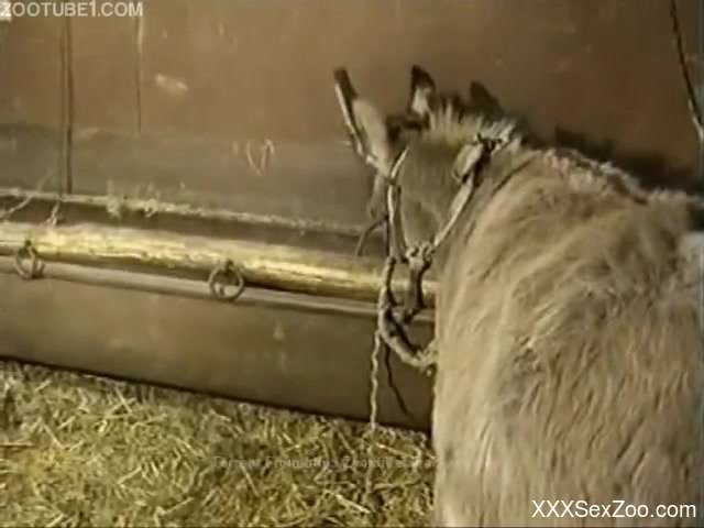 Horse's pussy gets fisted, tons of sexy stuff with farm animals