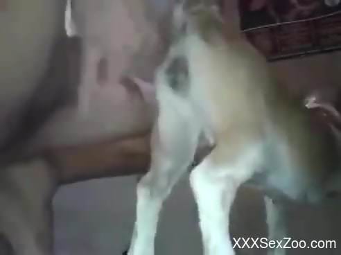Dirty dog getting fucked hard by a well-endowed dude