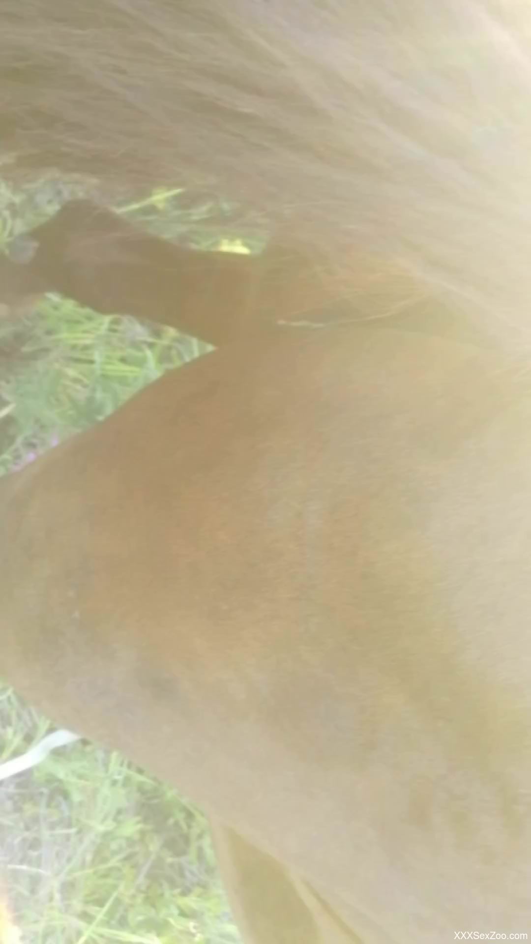 Dude bangs an animal's hot hole in a zoo porn vid