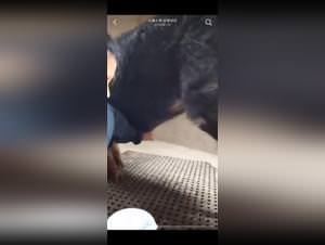 Asian pig fuck hardcore