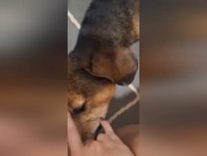 Dog sex: raw pleasure and primal lust