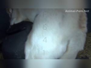 Dominant Dog Fucks Hardcore slut