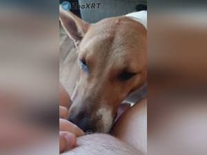 Dog sex fetish extreme porn videos