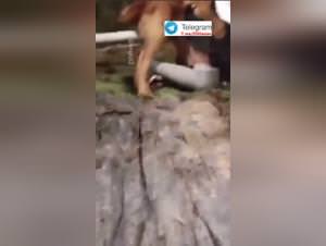 Asian Girl Dog Fuck School Part 1