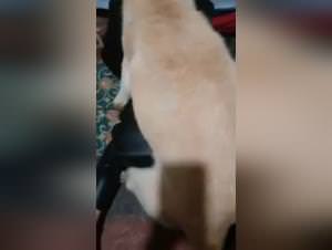 Crazy Girls: Dog Fucking Compilation Vol. 1