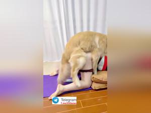 Korean Girl Dog Sex Extreme