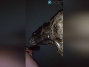Mom Dog Sex - Extreme Footage