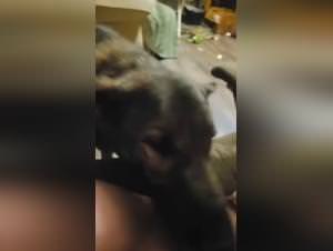 Dog licking, teen XXX