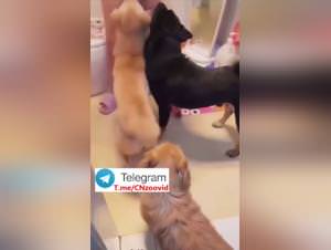 Chinese Slut Dog Sex Money - Part 1