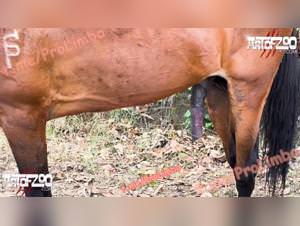 Marpessa & Blanca Doggy X