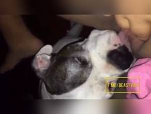 She-devil's Dog Licking Frenzy