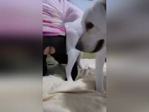 Asian bestiality, deepthroating dog ecstasy