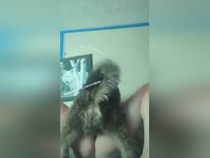 Girl Dog Fucking Bedroom