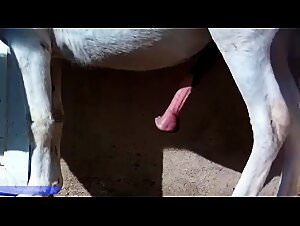 Sexy horse and woman fuck dog bestiality meaning dogfuck extreme zoophilia