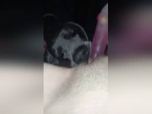 Dog Fuck Slave: Extreme Frenzy