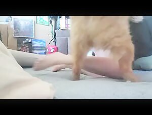 Submissive woman gets fucked by a dog in an extreme zoophilia video