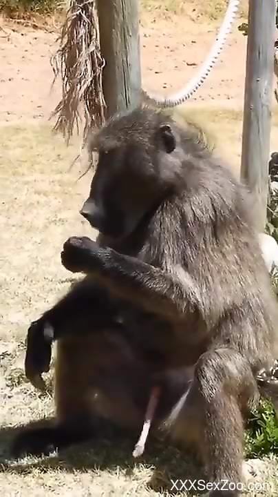 Monkey feels like jerking off while horny male films him