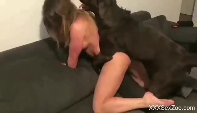 Black dog dominating a zoophile's pink pussy on all fours