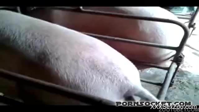 Doggy with tight anus gets impaled in animal XXX