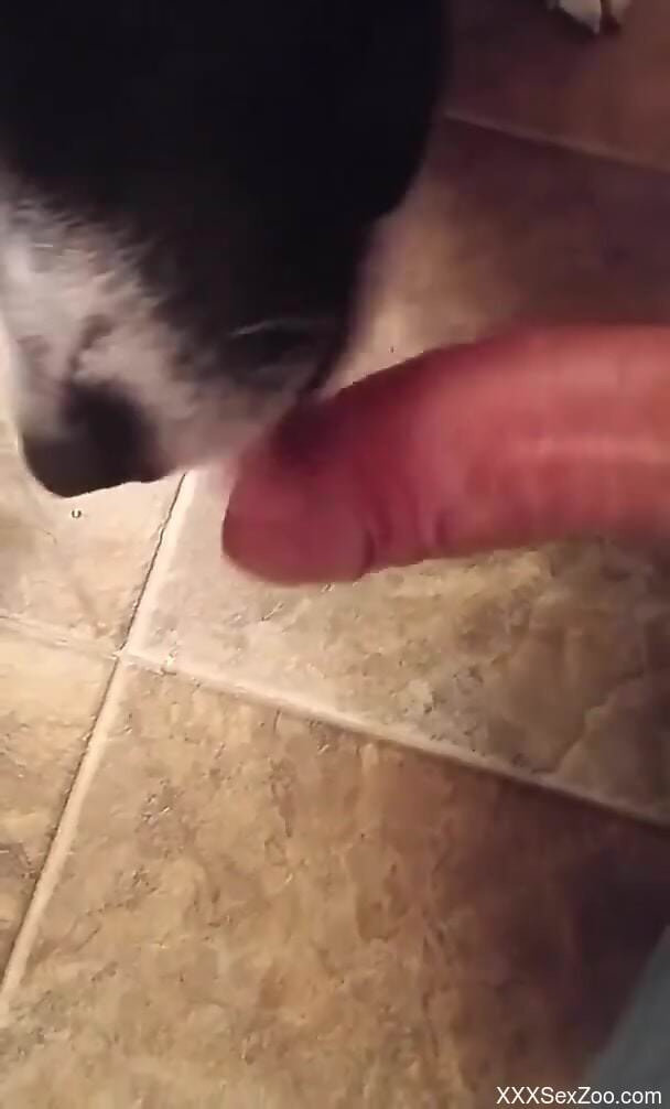 Guy makes this dog lick his dick and cums hard