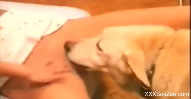 Blowjob and cunnilingus in a dog porno movie