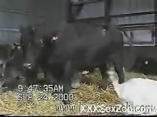 Incredible "solo" zoo video with a big-dicked bull